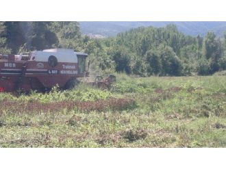 Tosya’da İlk Defa Ekilen Aspir’in Hasadı Yapıldı