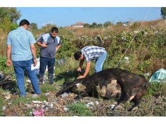 Kopan Elektrik Teline Takılan İnek Telef Oldu
