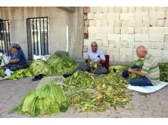 İlk Tütünler Saplanmaya Başladı