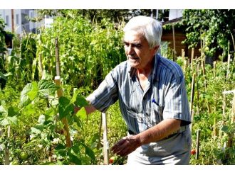 Hobi Bahçelerinde Hasat Dönemi