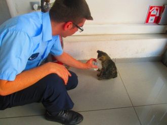 Yaralı Kediye Zabıta Sahip Çıktı