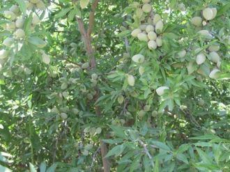 Niğde’de Köylülere Ek Gelir Badem Ve Ceviz Fidanı Dağıtılacak