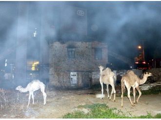 Turistleri Gezdiren Develer Yanmaktan Son Anda Kurtarıldı