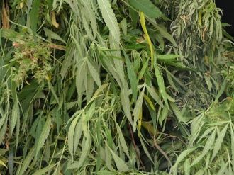 Muğla’da Yasa Dışı Ekim Operasyonu