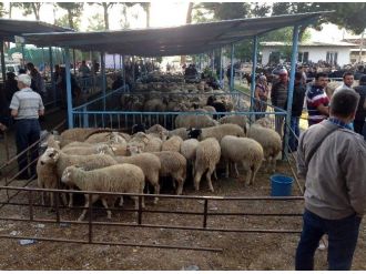 Efeler’de Çalınan Koyun Söke Pazarında Ortaya Çıktı