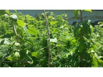 Jandarma’dan Kenevir Operasyonu