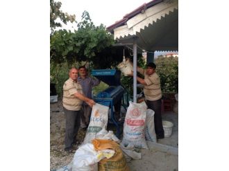 Selendi’de Badem Hasadı Başladı