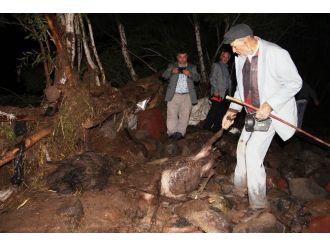 3 Bini Aşkın Koyun Telef Oldu