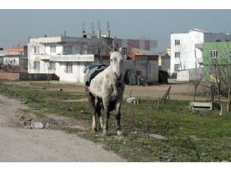 (Özel Haber) At Eti Taciri Hapisten Çıktıktan Sonra Yine Suç Üstü Yakalandı