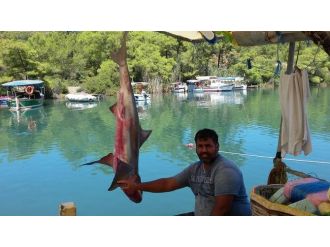 Oltaya Köpek Balığı Takıldı