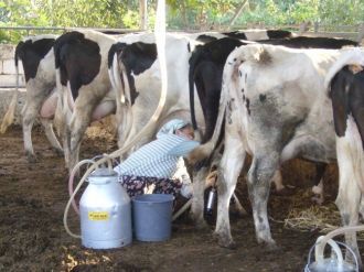 Ödemiş Ticaret Borsası’nda İlk 6 Ayın Lideri Süt