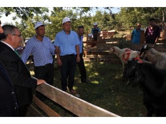 Bilecik’te ’Koç, Teke Yarışması’ Ve ’Katım’ Töreni