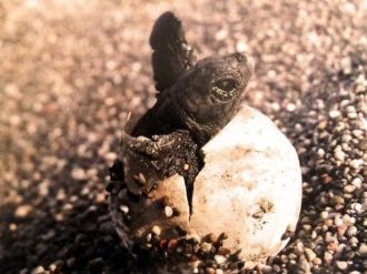 İztuzu’nda Caretta Krizi