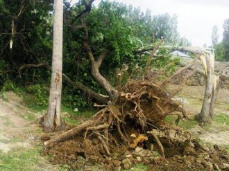 Erciş’te Şiddetli Fırtına Meyve Ağaçlarını Kökünden Söktü