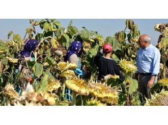 Çakırözer Ayçiçeği Tarlasında