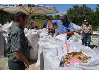 Selendi’de Haşhaş Kapsülü Alımı Başladı