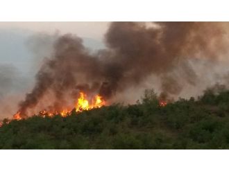 Bursa’da Orman Yangını Büyüyor