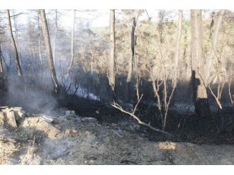 Bursa’daki Orman Yangını Kontrol Altına Alındı