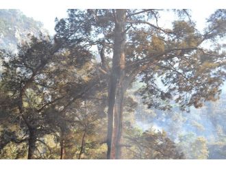 Anamur’daki Orman Yangınını Söndürme Çalışmaları Sürüyor