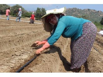 Aydın’da Tarlalar Çilek Üretimine Hazırlanıyor