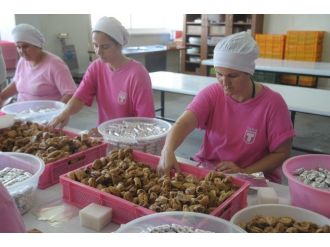 İncir İşletmelerinde Sezon Hazırlıkları Başladı