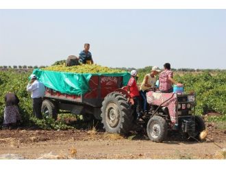 Kilis’te Üzüm Hasadı Başladı