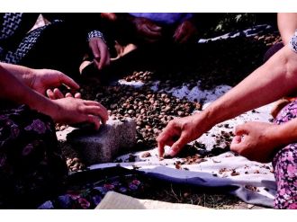 Yeşil Altın Harmana İndi, Üretici 15 Lira İstiyor