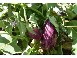 Çolakbayrakdar, Yamula Patlıcanı’nı Tanıtacağız