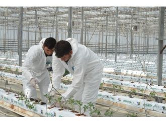 Kayseri Şeker’de Topraksız Tarım Seracılığı Kış Fide Dikimleri Yapıldı