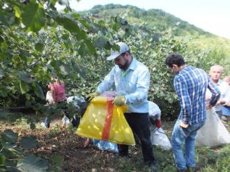 Bafra’da Fındık Hasadı Devem Ediyor