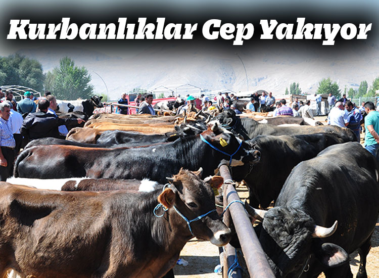 Kurbanlıklar Cep Yakıyor