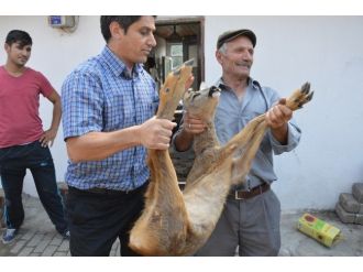 Yaralı Karaca Şehre İndi
