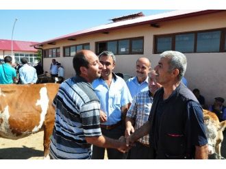 Kurbanlıklar Görücüye Çıktı