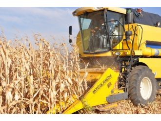 Hatay’da Mısır Hasadına Başlandı