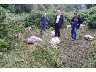 Kurtlar 30 Koyunu Telef Etti