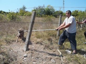 Tellere Takılan Kurt, Belediye Ekipleri Tarafından Kurtarıldı