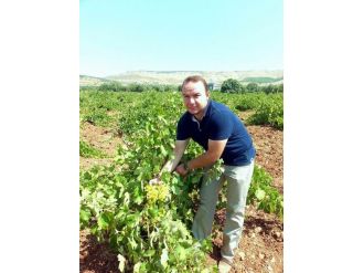 Üzüm Rekoltesi Düşük