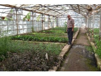 Hatay’da 12 Milyon Fidan Üretilip 8 Kente Dağıtılıyor