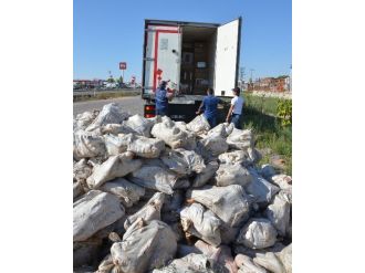 Hayvan Sakatatları Arasında Kaçak Sigara Çıktı