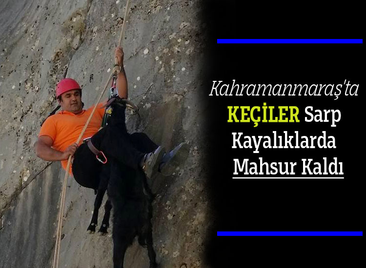 Kahramanmaraşta Keçiler Sarp Kayalıklarda  Mahsur Kaldı