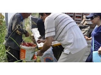 Gıda Kontrolörlerinden Zirai İlaç Kalıntısı Denetimi