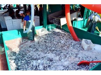 Marmara’da Hamsi Bereketi