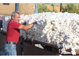Amik Ovası’nda Pamuk Hasadı Başladı