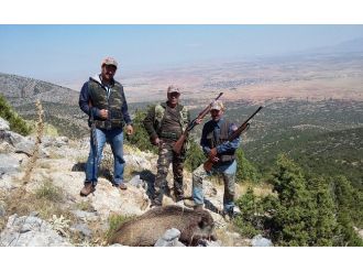 Karaman’da Yaban Domuzlarına Sürek Avı