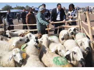 Kurban Bayramında Koç Kesin Çağrısı