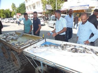 Balıklar Tezgâhlardaki Yerini Aldı