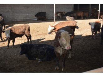 Niğdeli Et Üreticileri Birliği Donmuş Et İstemiyor