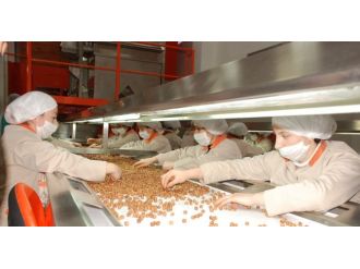 Fındıkta Tüm Zamanların Rekoru Kırıldı