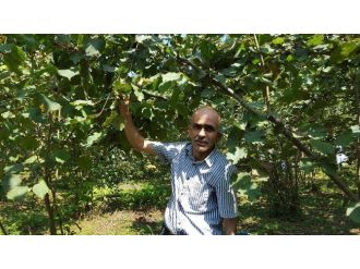 Fındıkta Yüzde 30 Kayıp Var