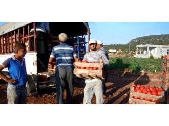 Domates Üreticisini Aracılar Vuruyor
